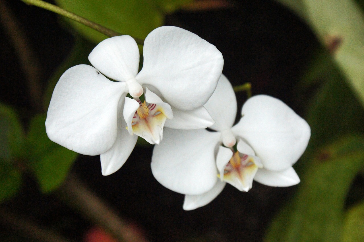 white orchid flower orchid free photo