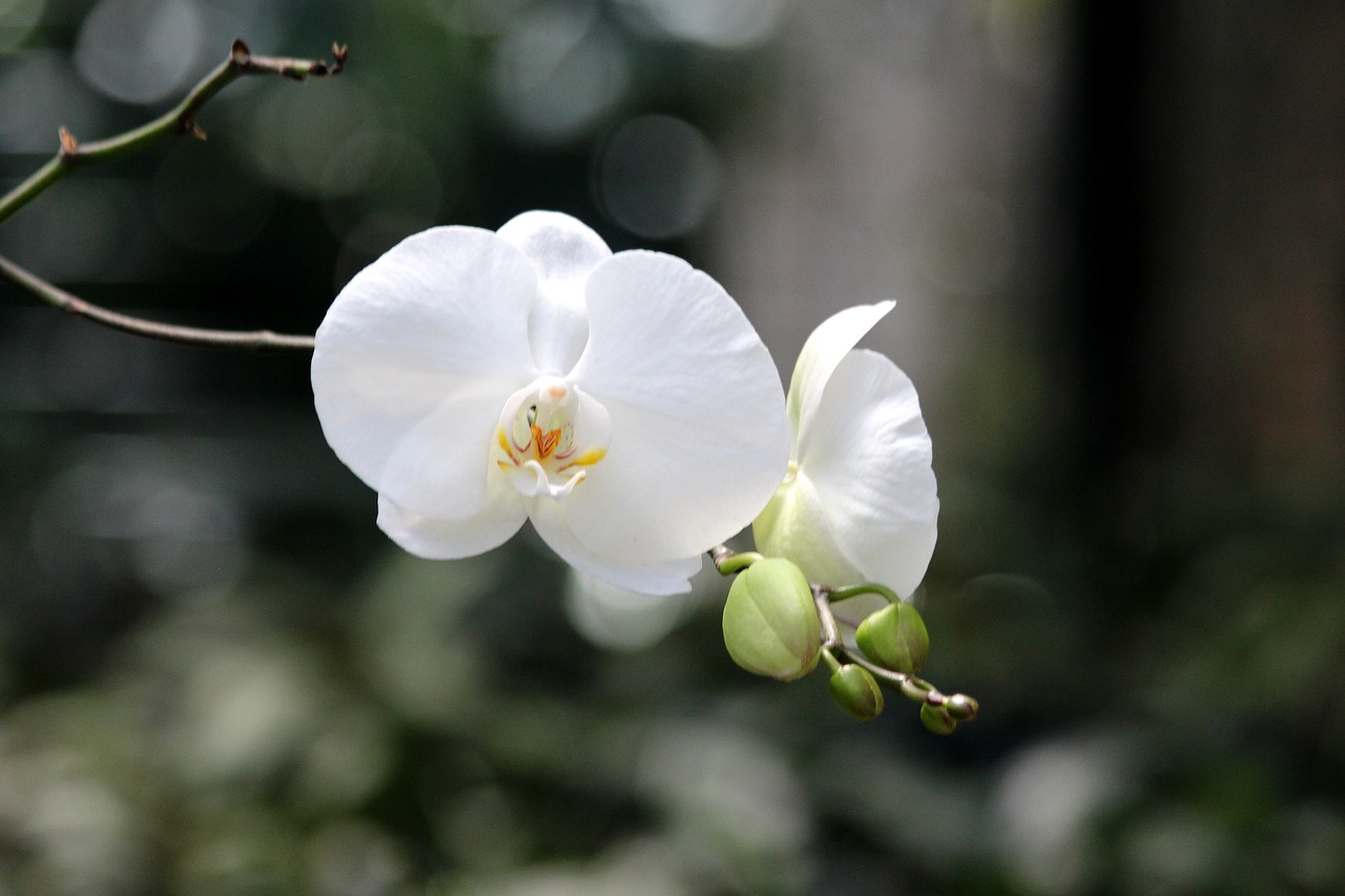 white orchid flower orchid phalaenopsis free photo