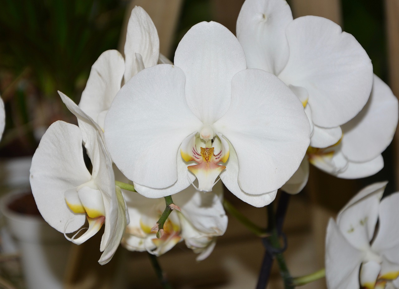 white orchid decoration collector free photo