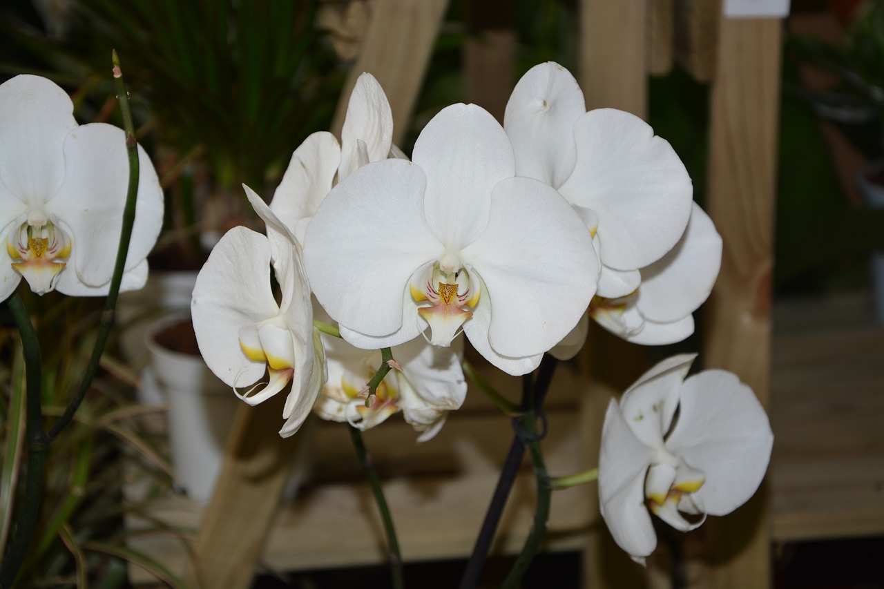 white orchid white flowers offer gift free photo