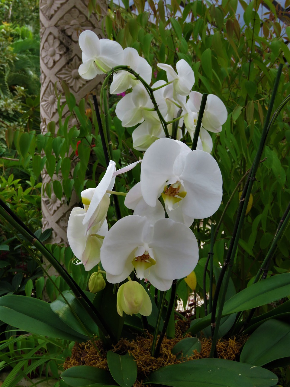 white orchid flower tropical garden free photo