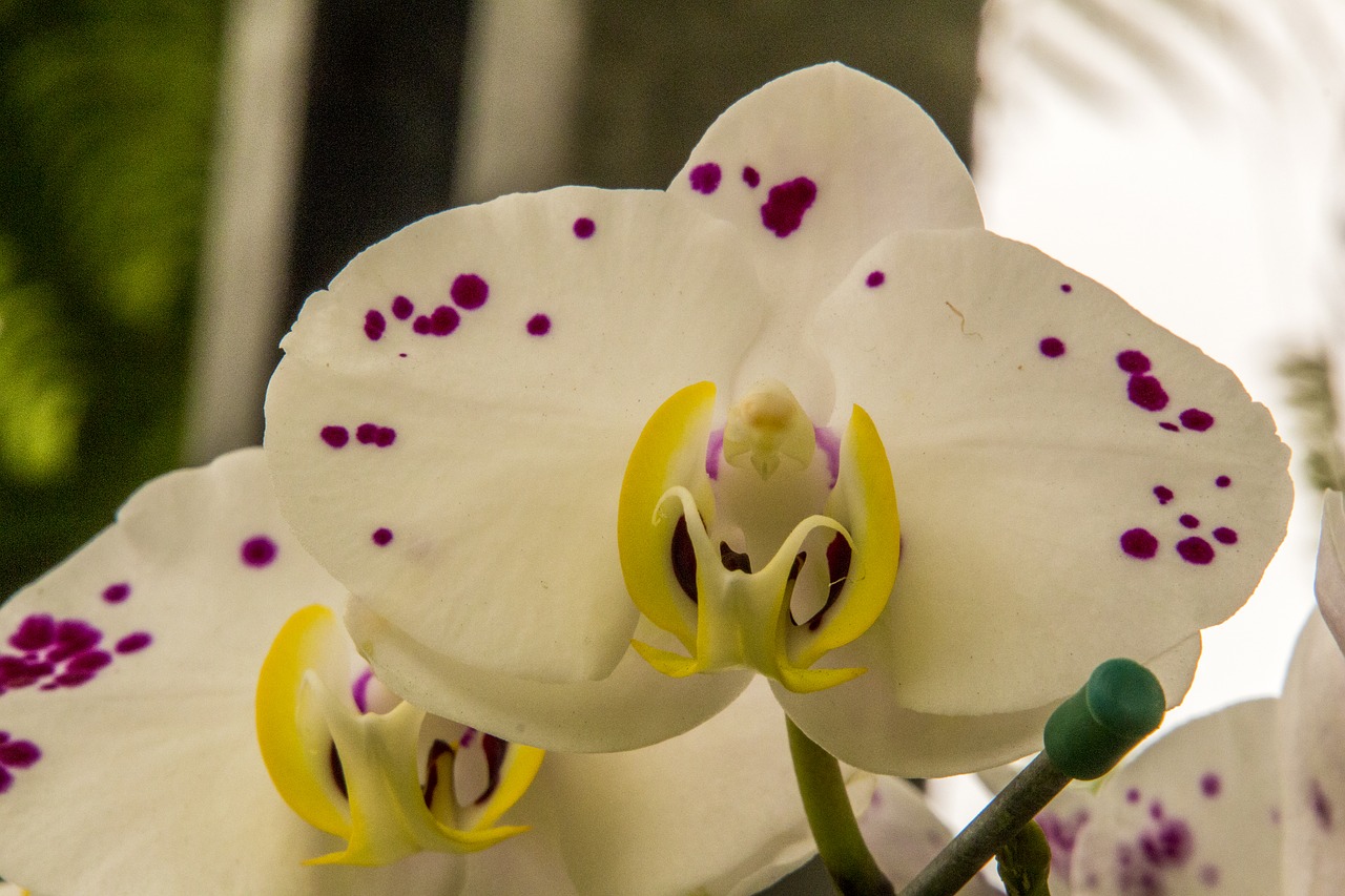 white orchid  flower  nature free photo