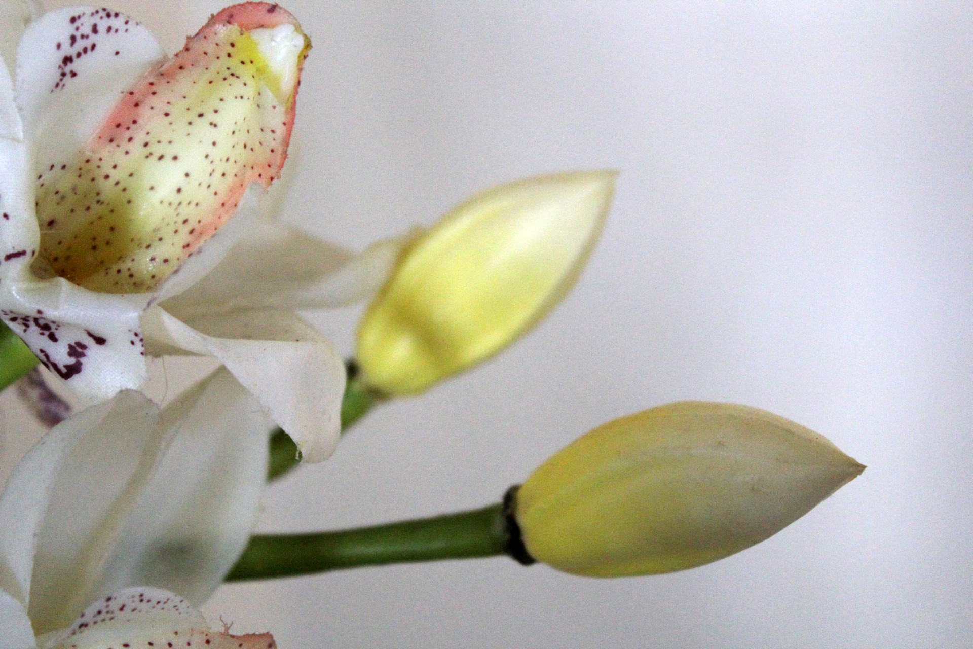 orchids flower white orchids free photo