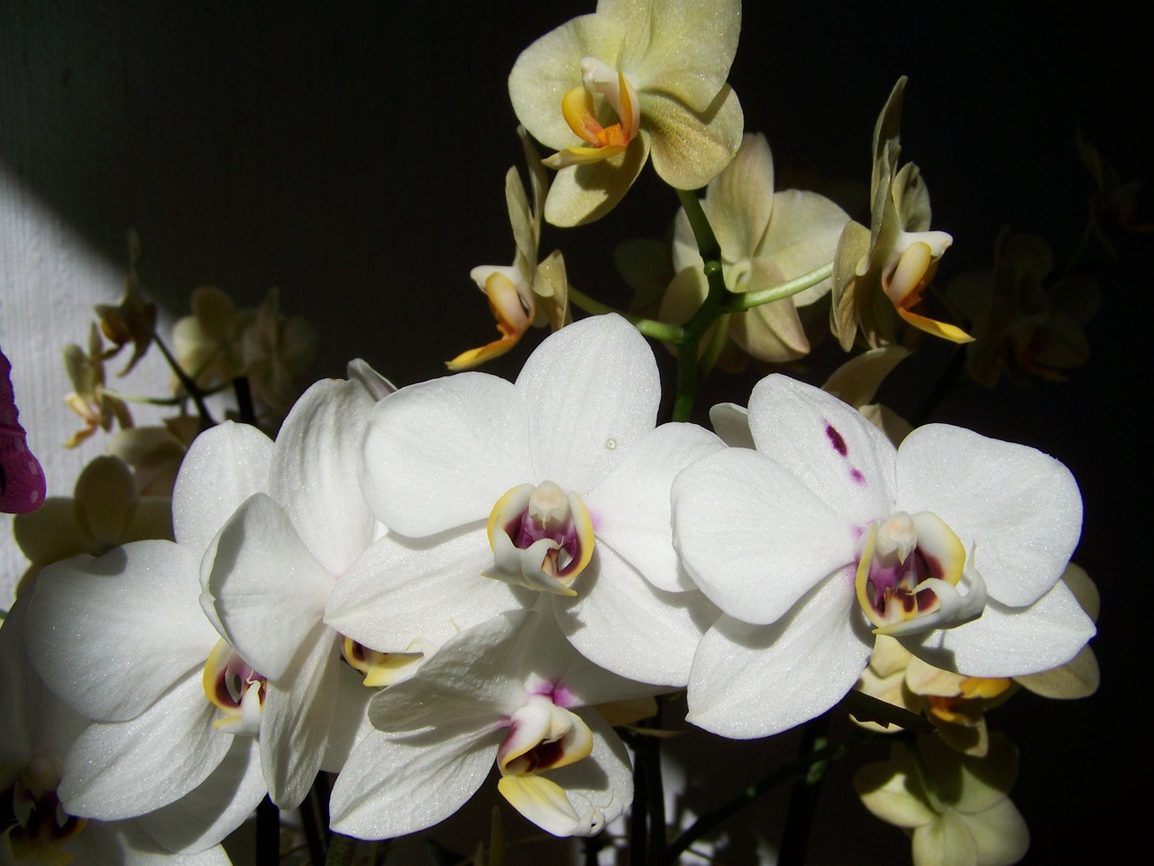 white orchid yellow orchid room plant free photo