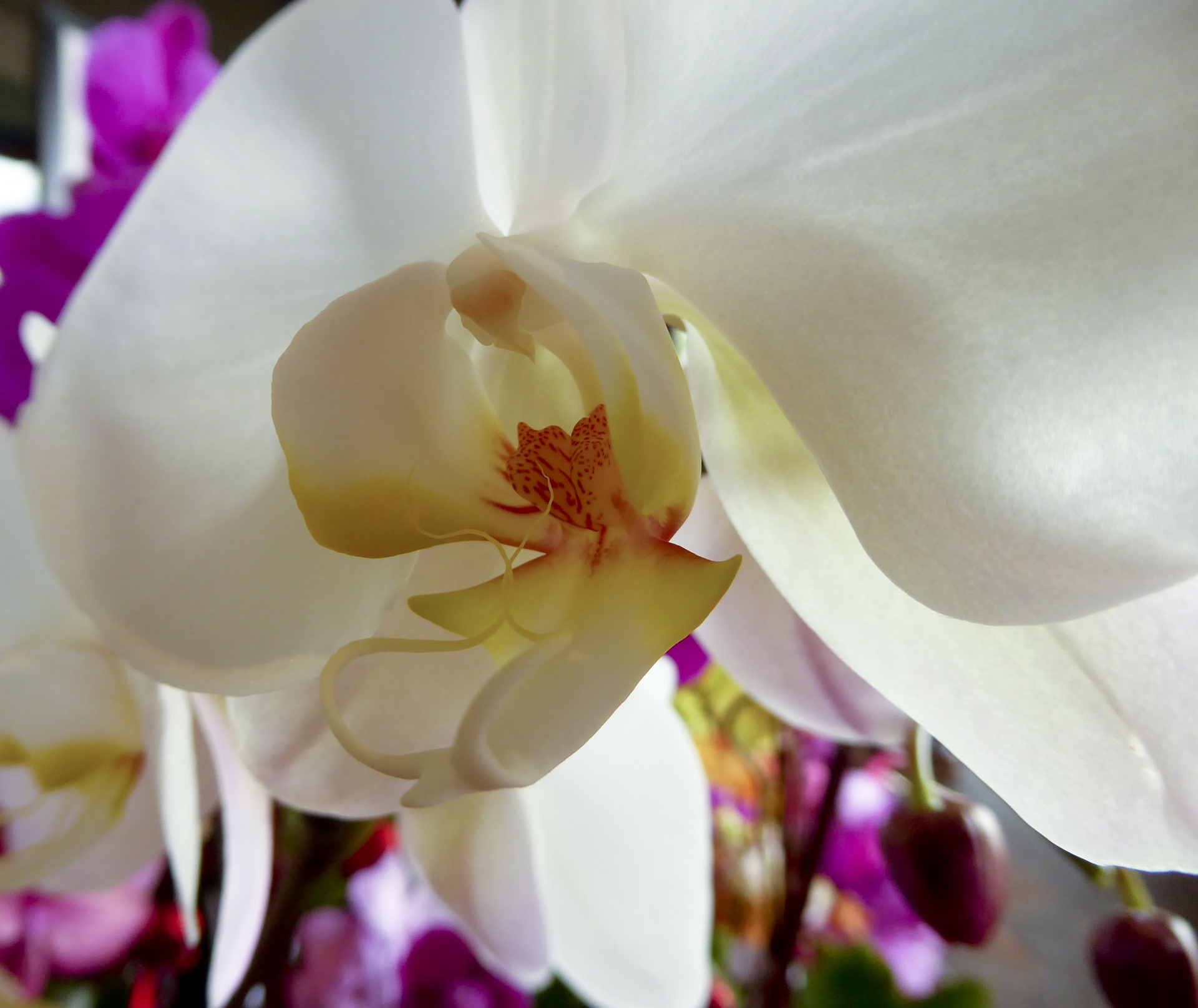 flower orchid gift free photo