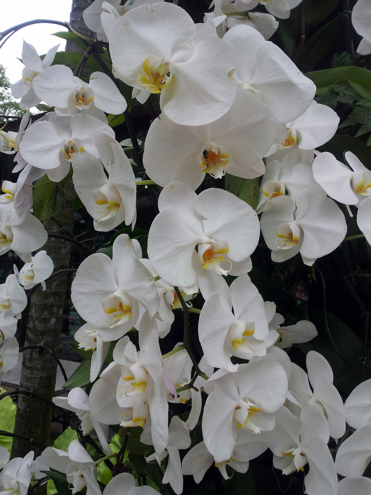 white orchid flower free photo