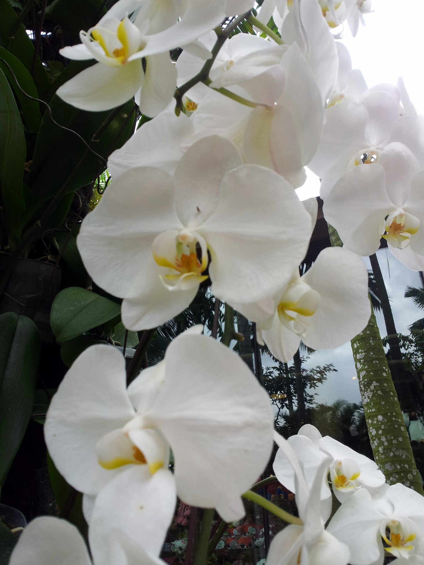 white orchid flower free photo