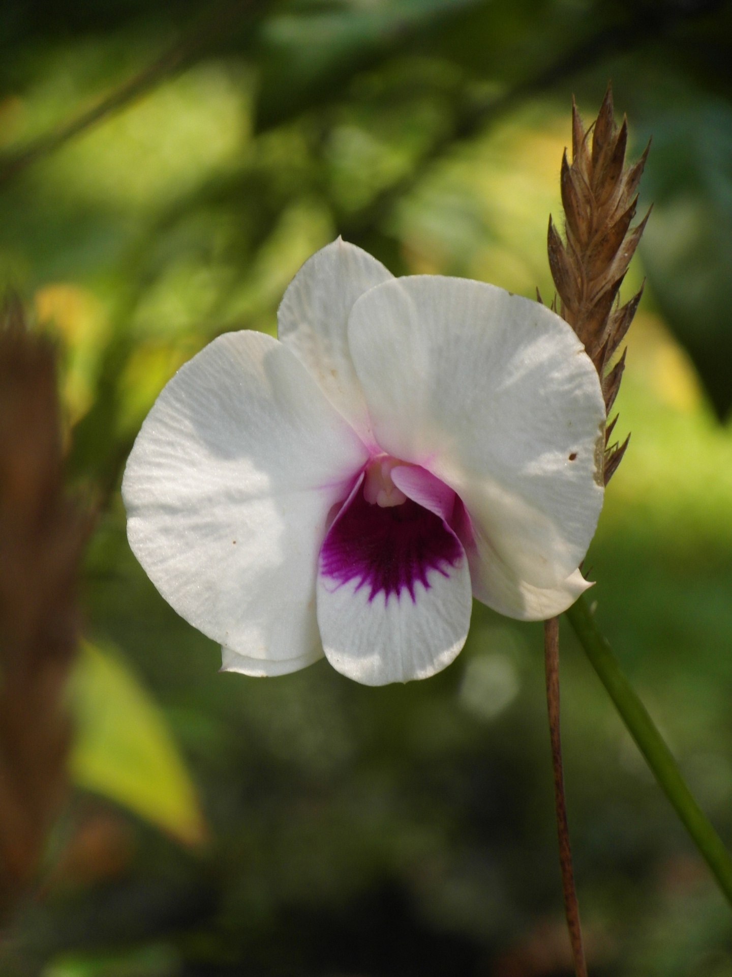 orchid white tropical free photo