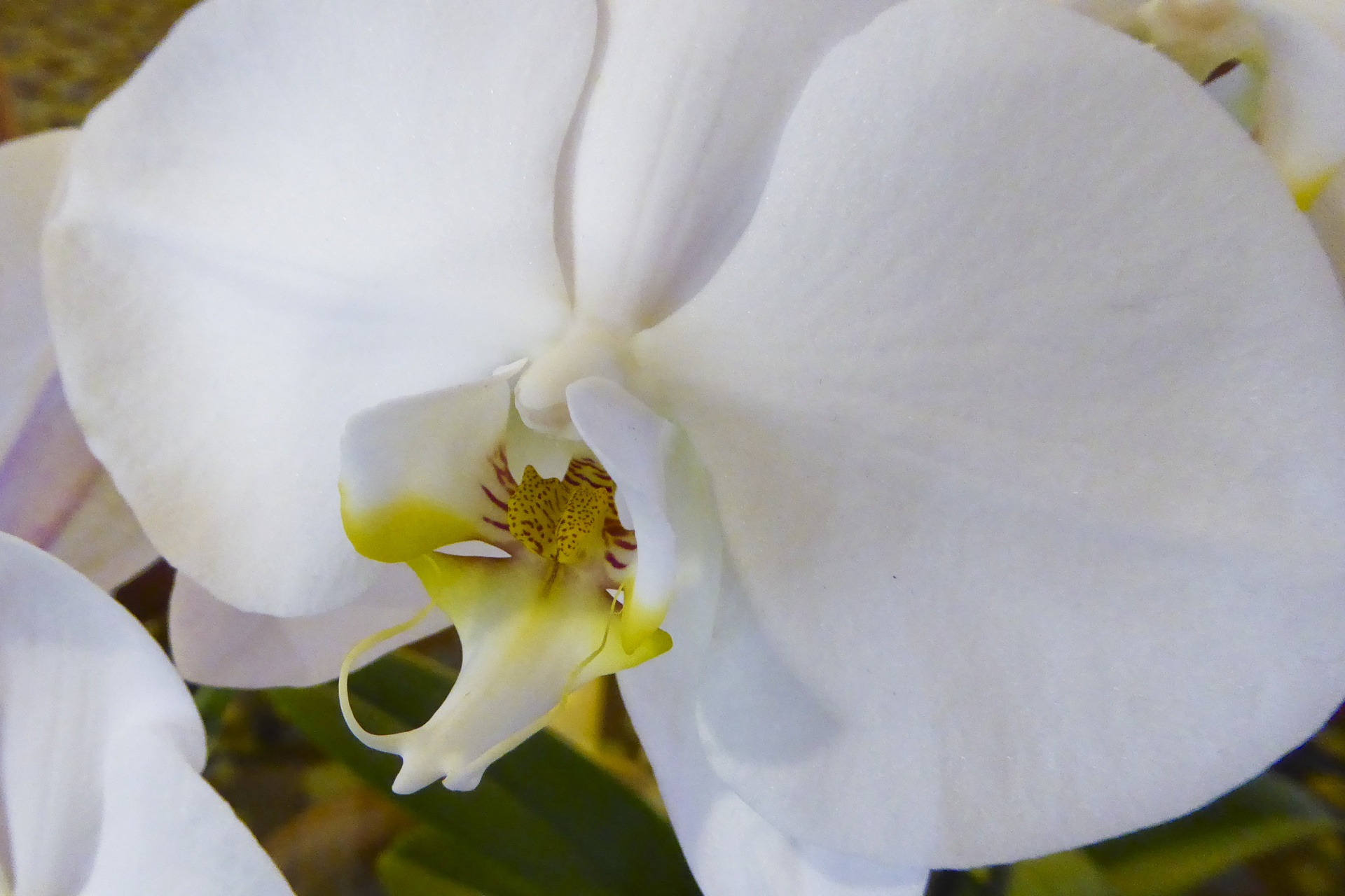 Орхидея Лавренсе