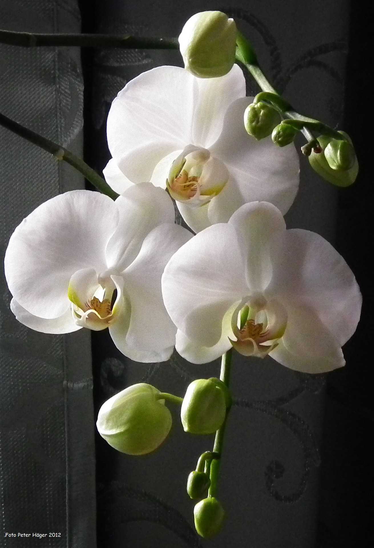 orchid orchids white orchid free photo
