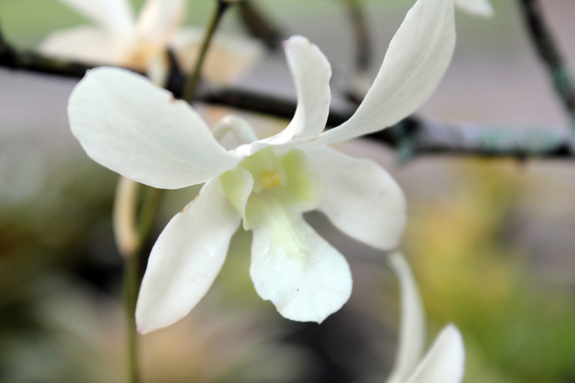 white orchids flower leaves free photo