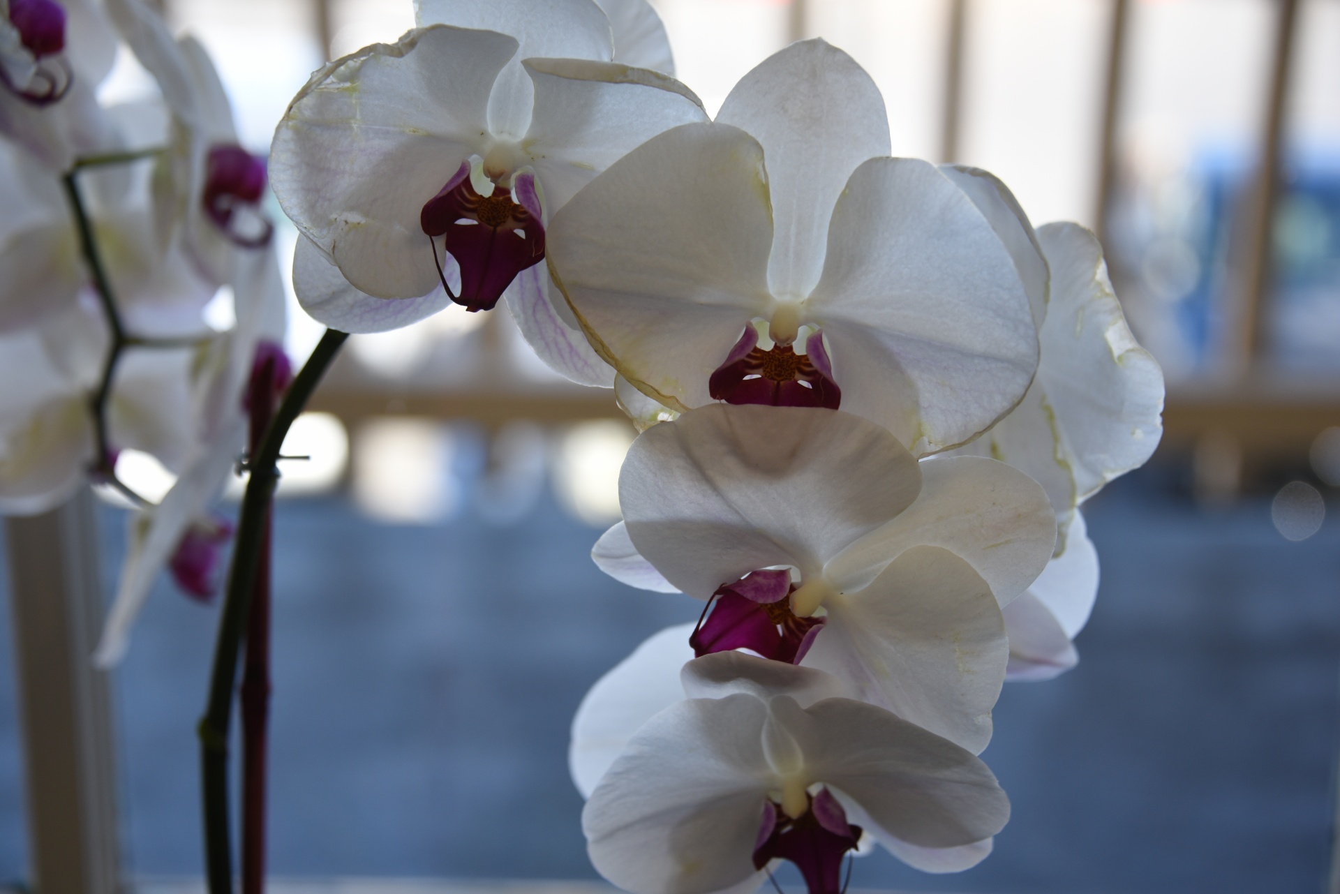 orchids flower flowers free photo