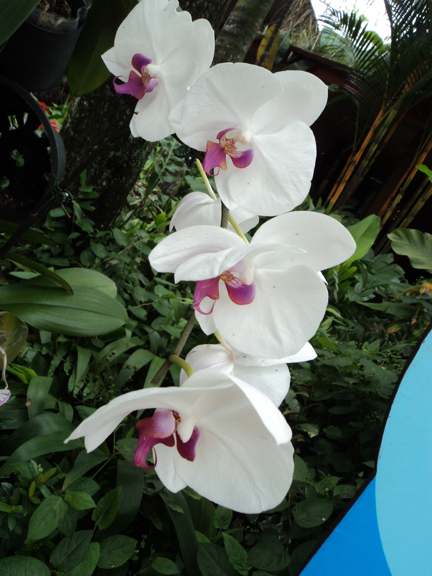 white orchids flower leaves free photo