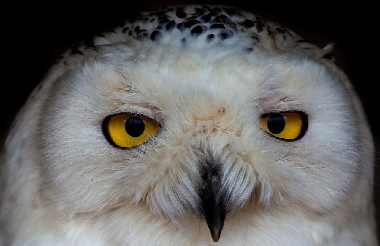 white owl  owl  raptor free photo