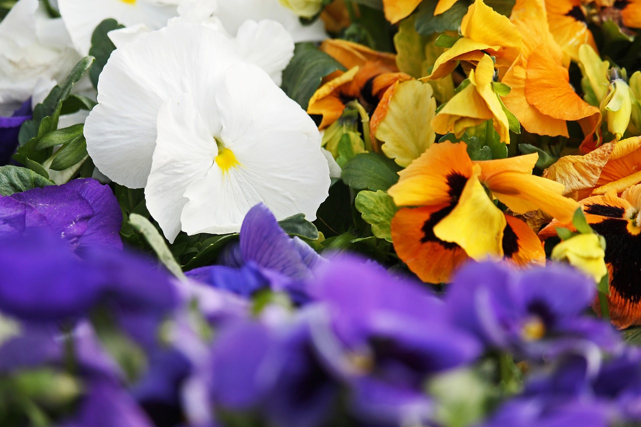 white pansy  pansy  spring free photo