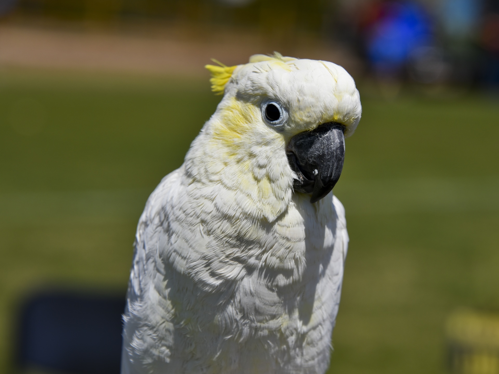 parrot bird facing camera free photo