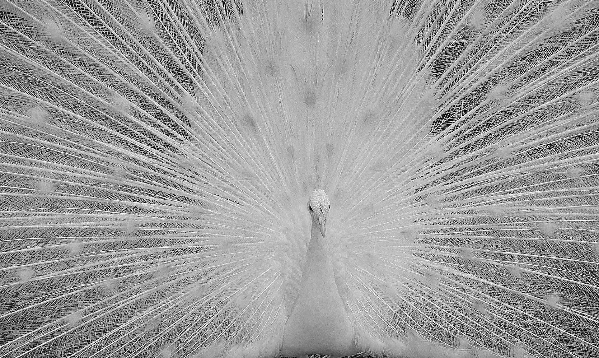 peacock peafowl wildlife free photo