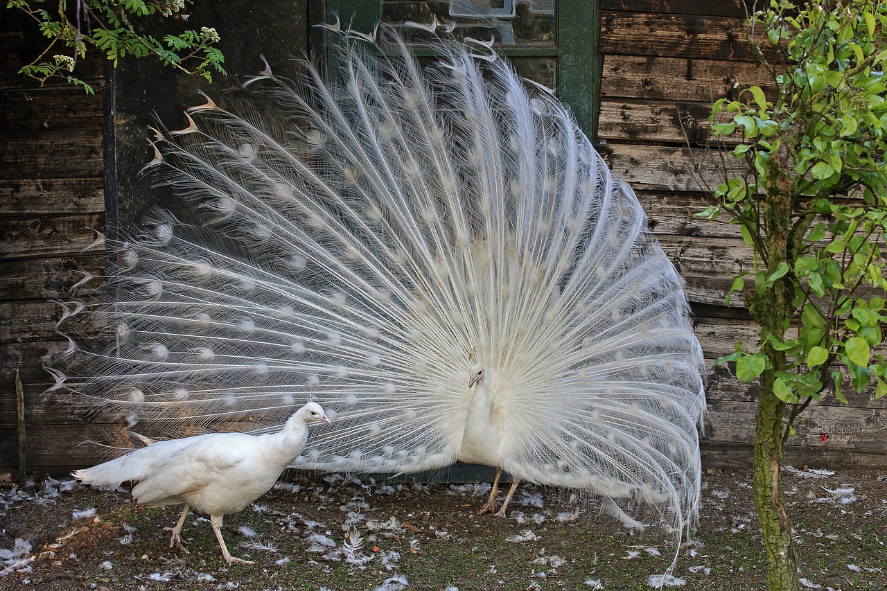 white peacock peacock bird free photo