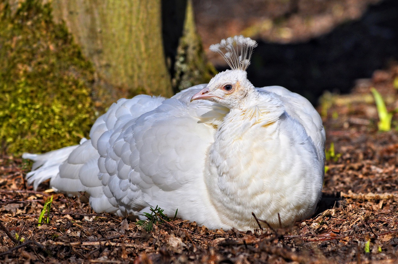 white peahen peahen peafowl free photo