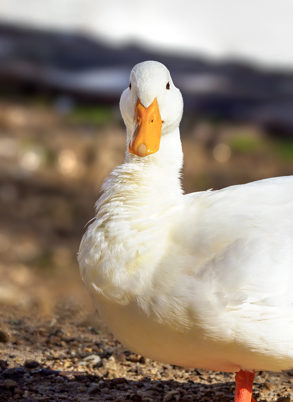 white pekin duck  long island duck  goose free photo