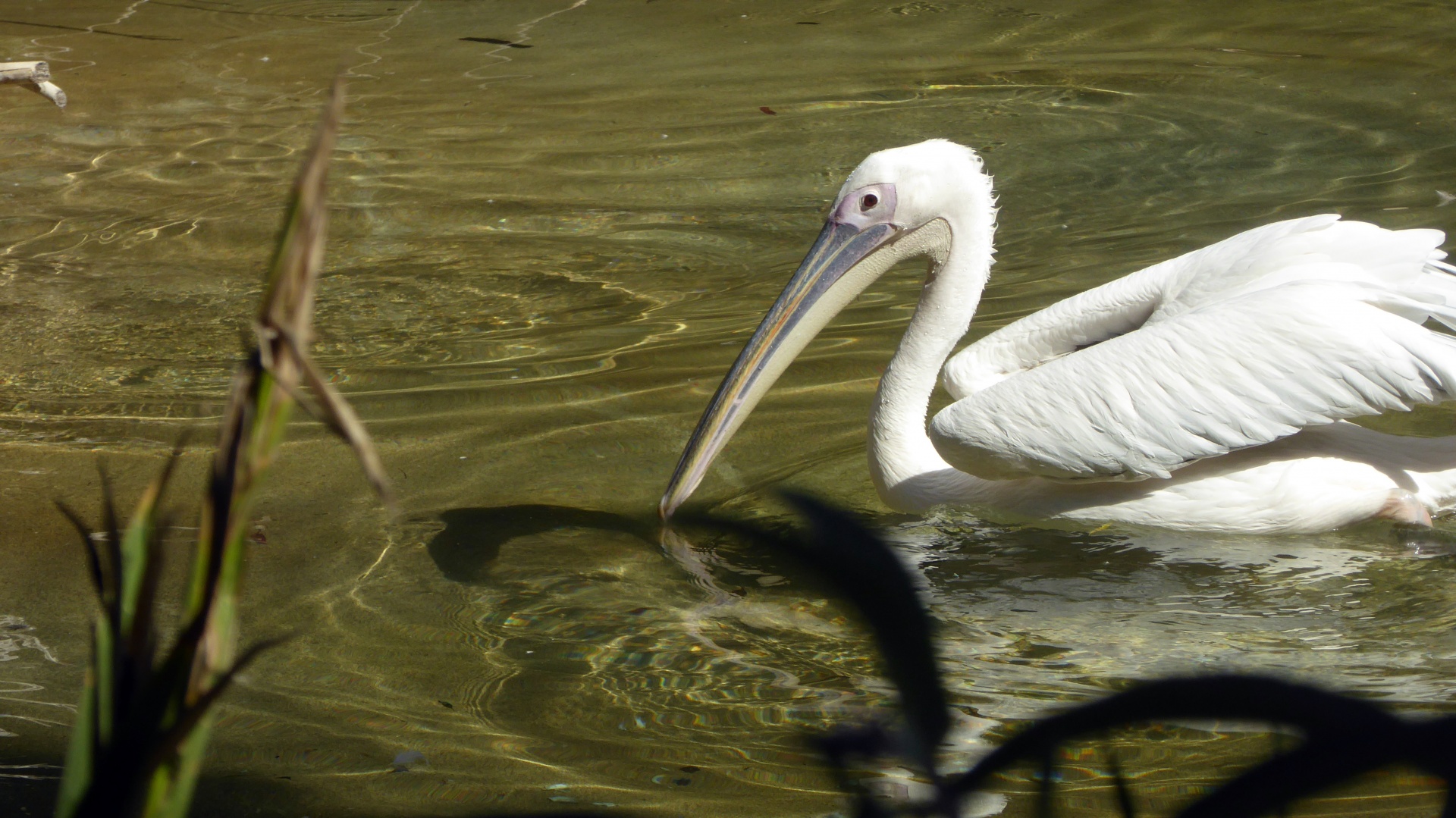 pelican pelicans white pelican free photo