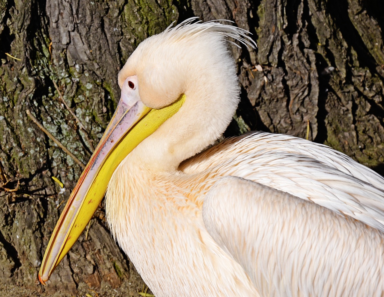 white pelican pelecanus onocrotalus water bird free photo