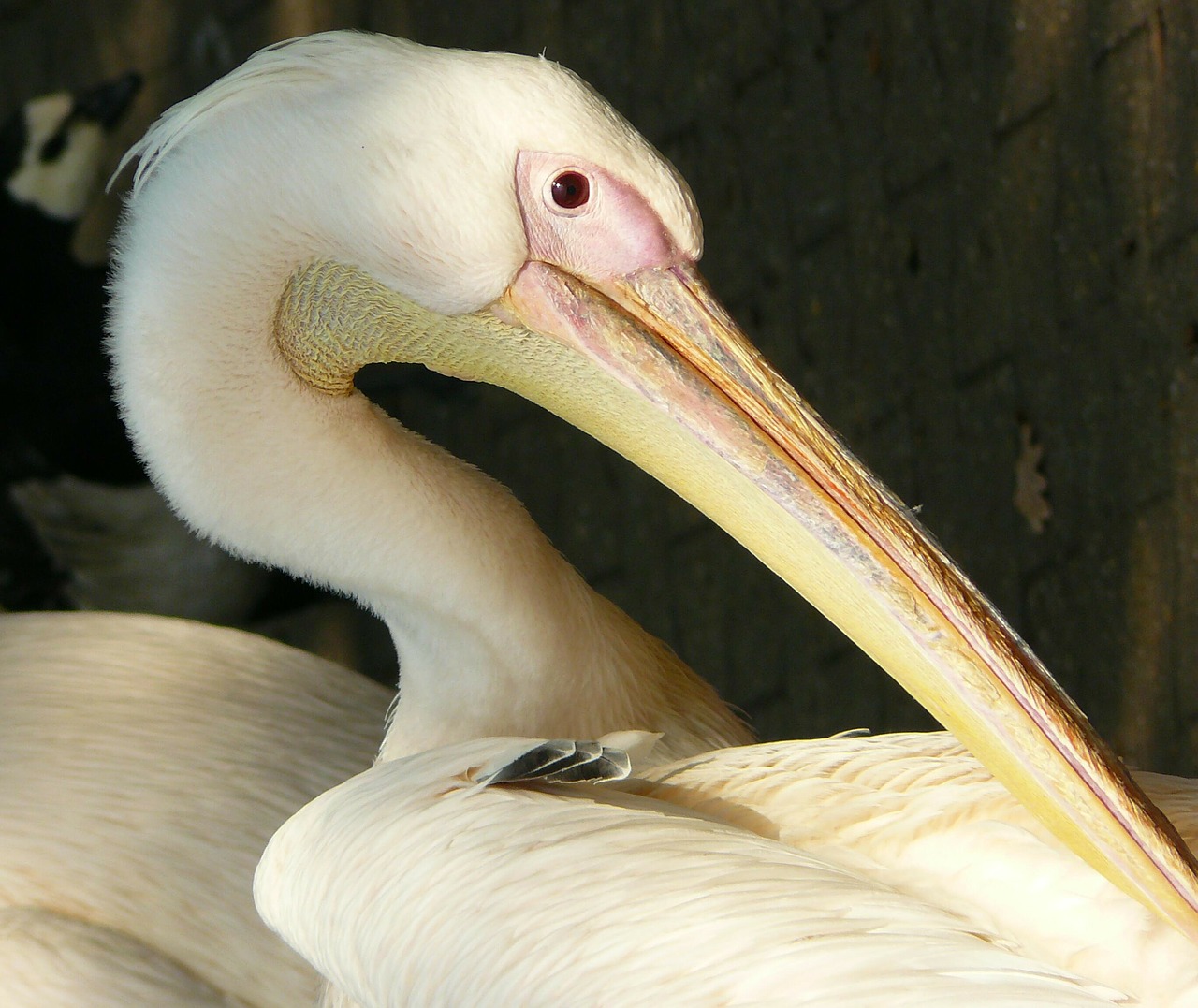 white pelican peilkan bird free photo