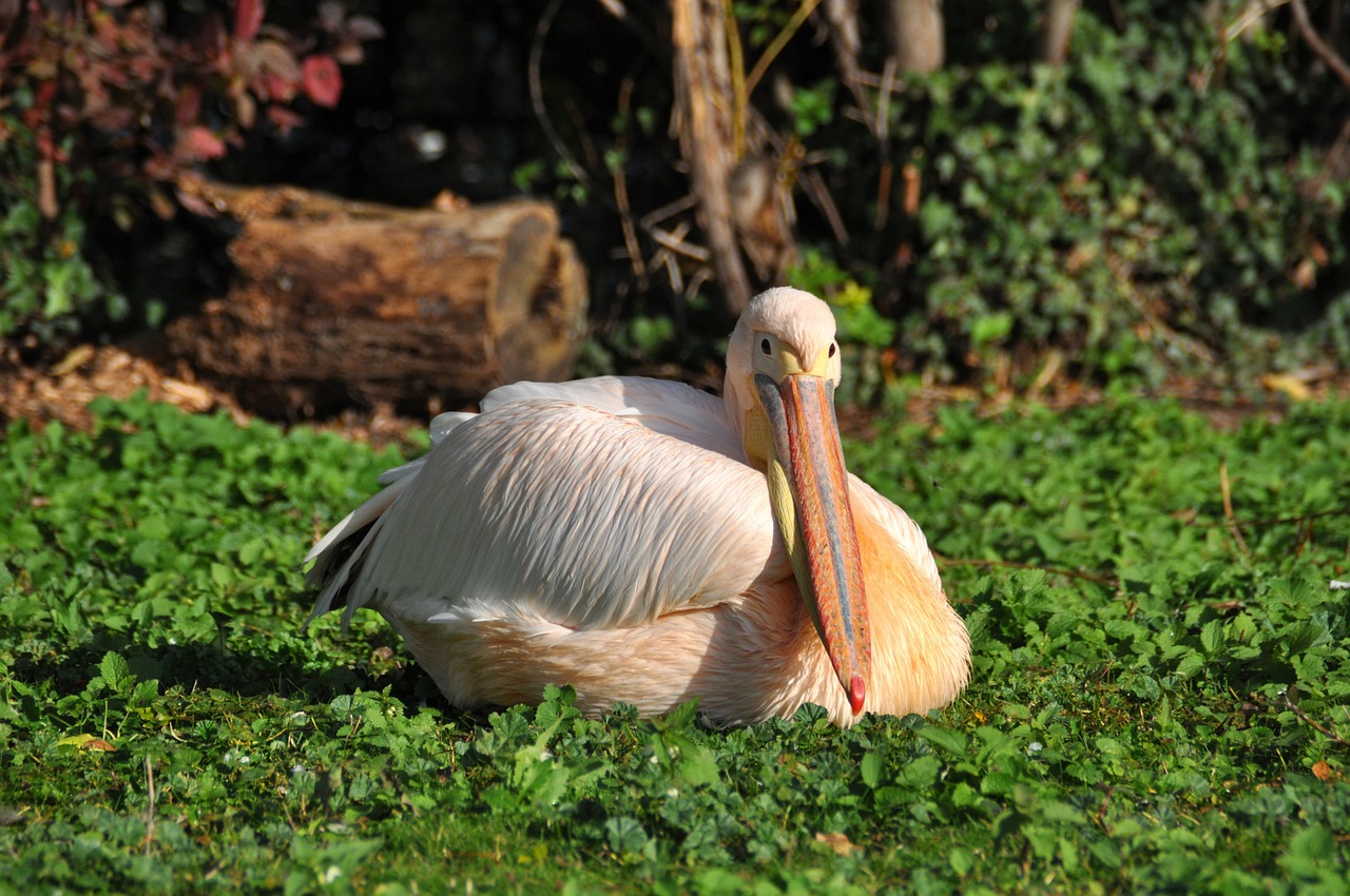 white pelican pelikan pelecanus onocrotalus free photo