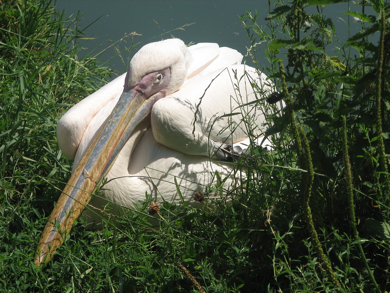 white pelican crouching bird free photo