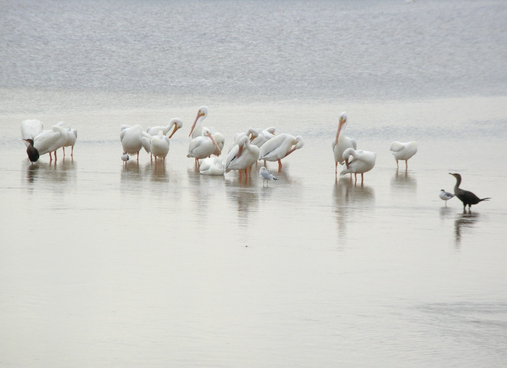 pelican bird florida free photo