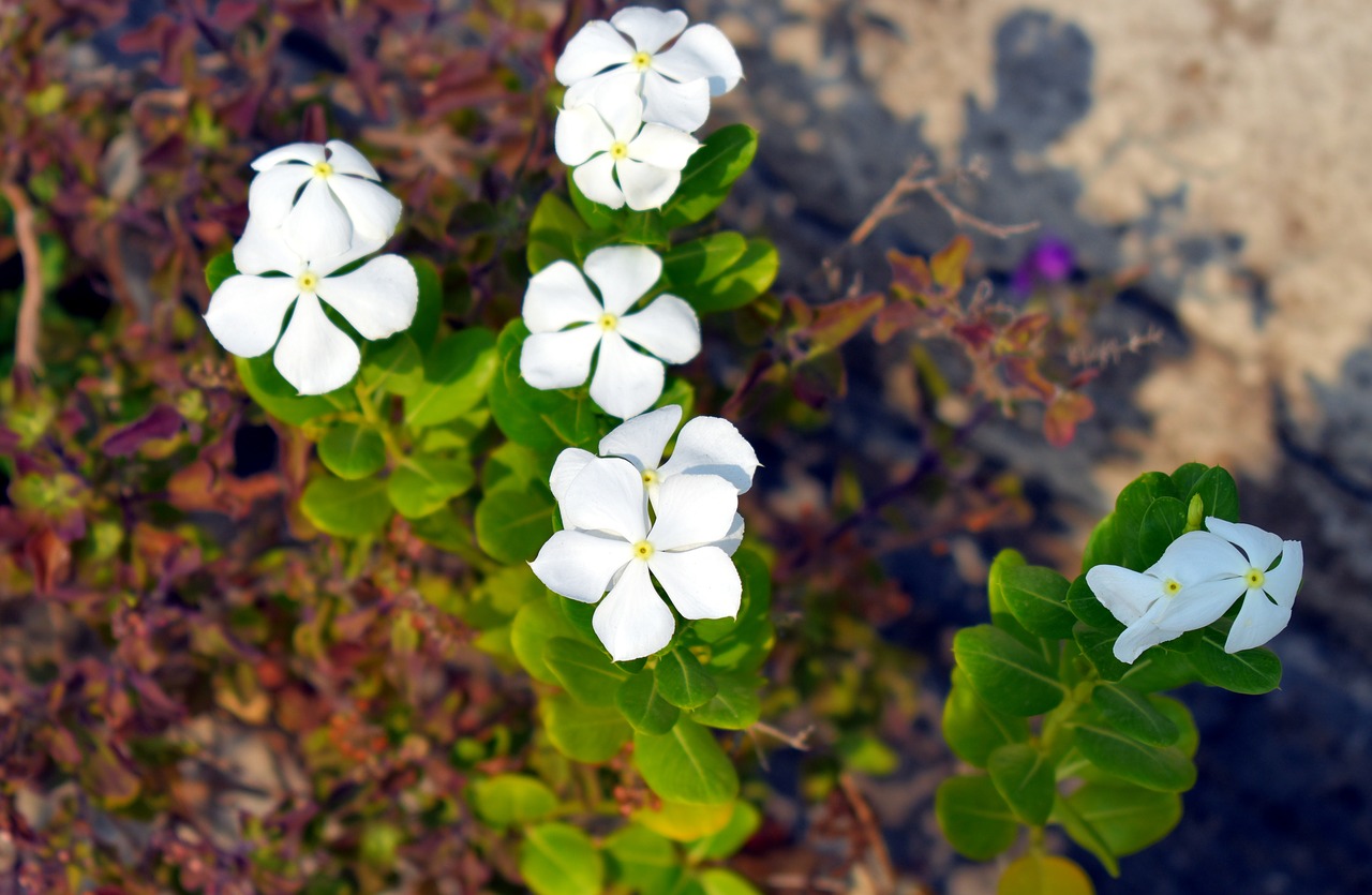 white periwinkle white flowers sadabahar free photo