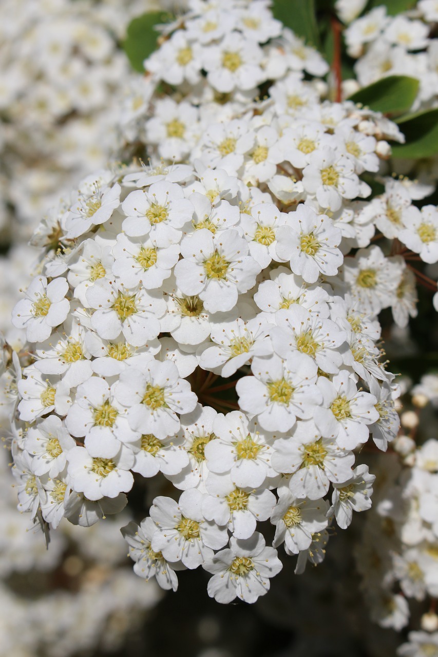 white petals blooming spring free photo