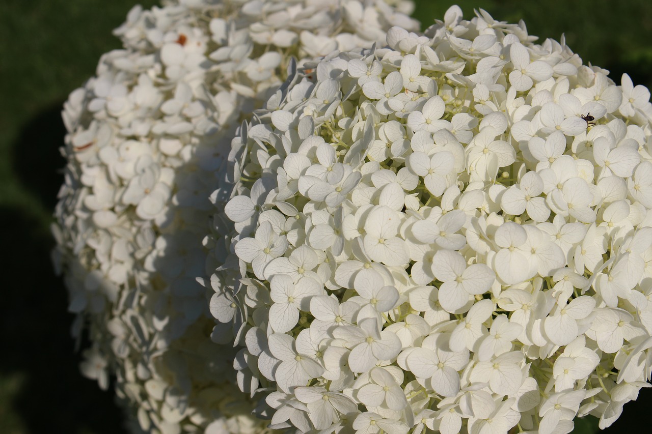white petals flower plant free photo