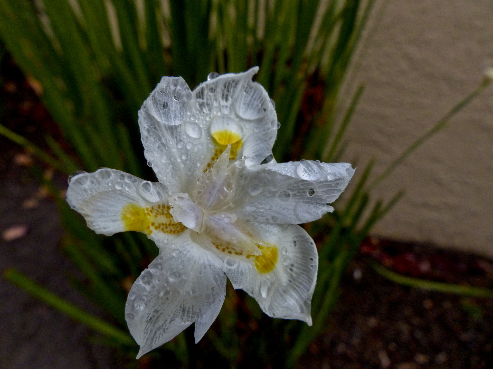 flower white yellow free photo