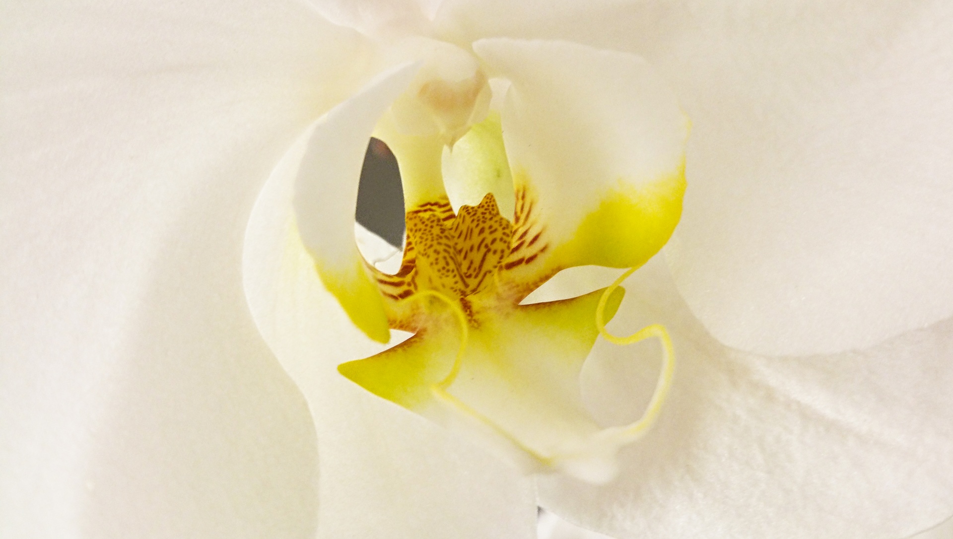 orchid anther white free photo