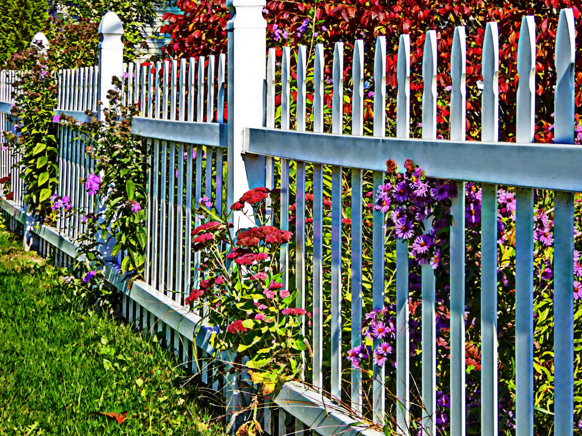 white picket fence fence flowers free photo