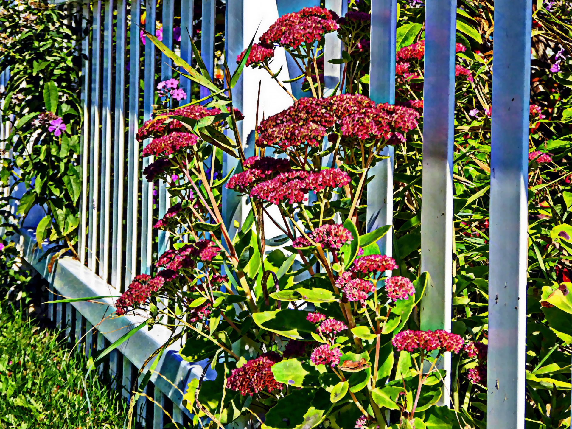 white picket fence fence flowers free photo