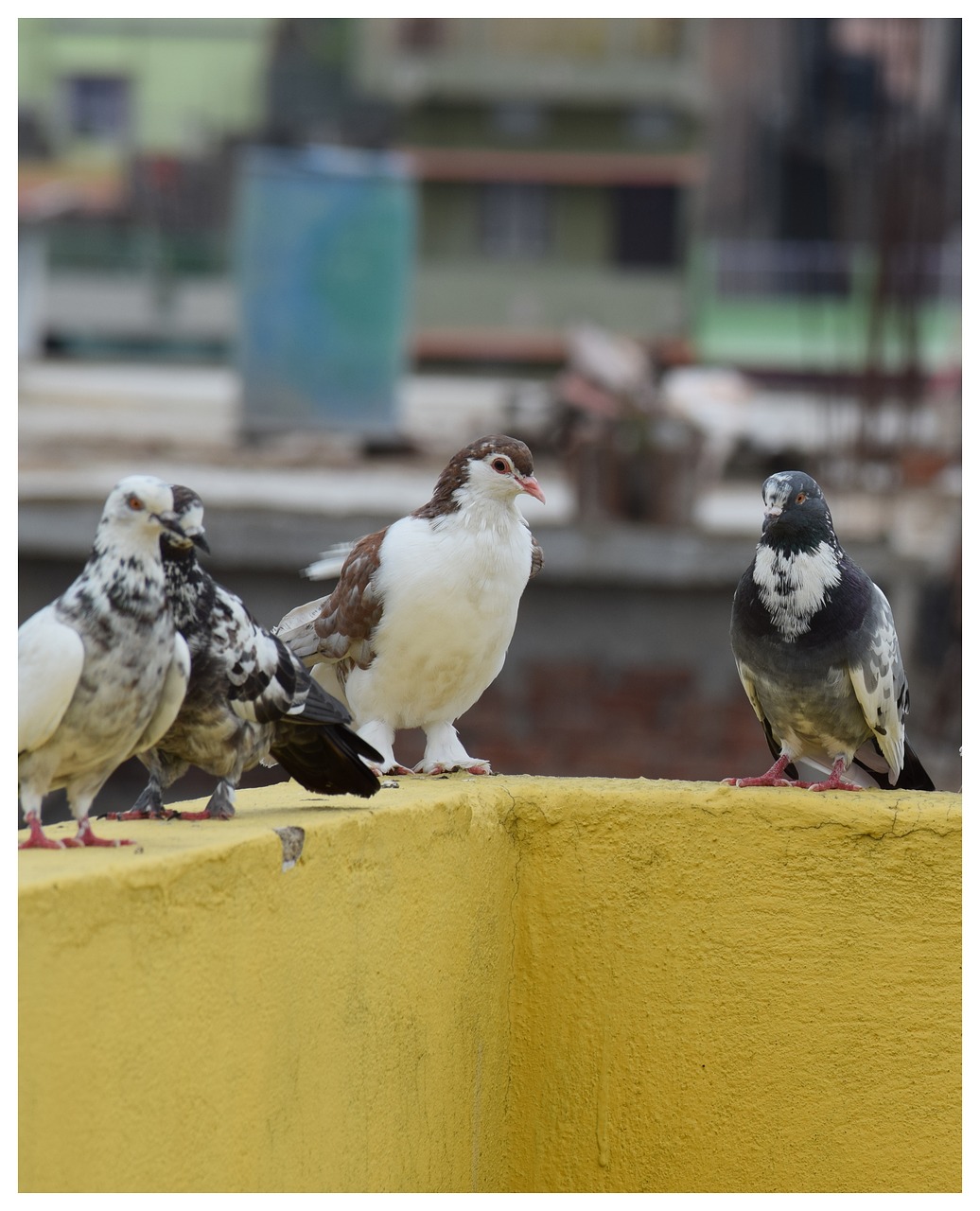 white pigeon pigeon group black and white pigeon free photo