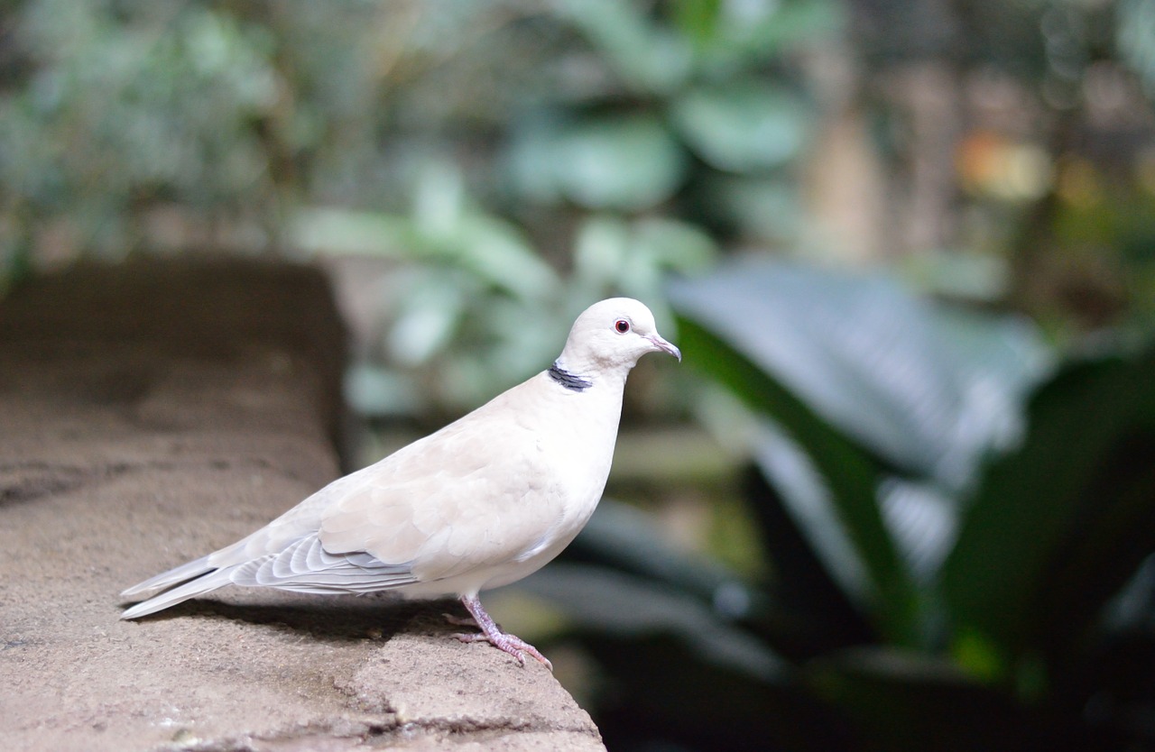 white pigeon dove bird free photo