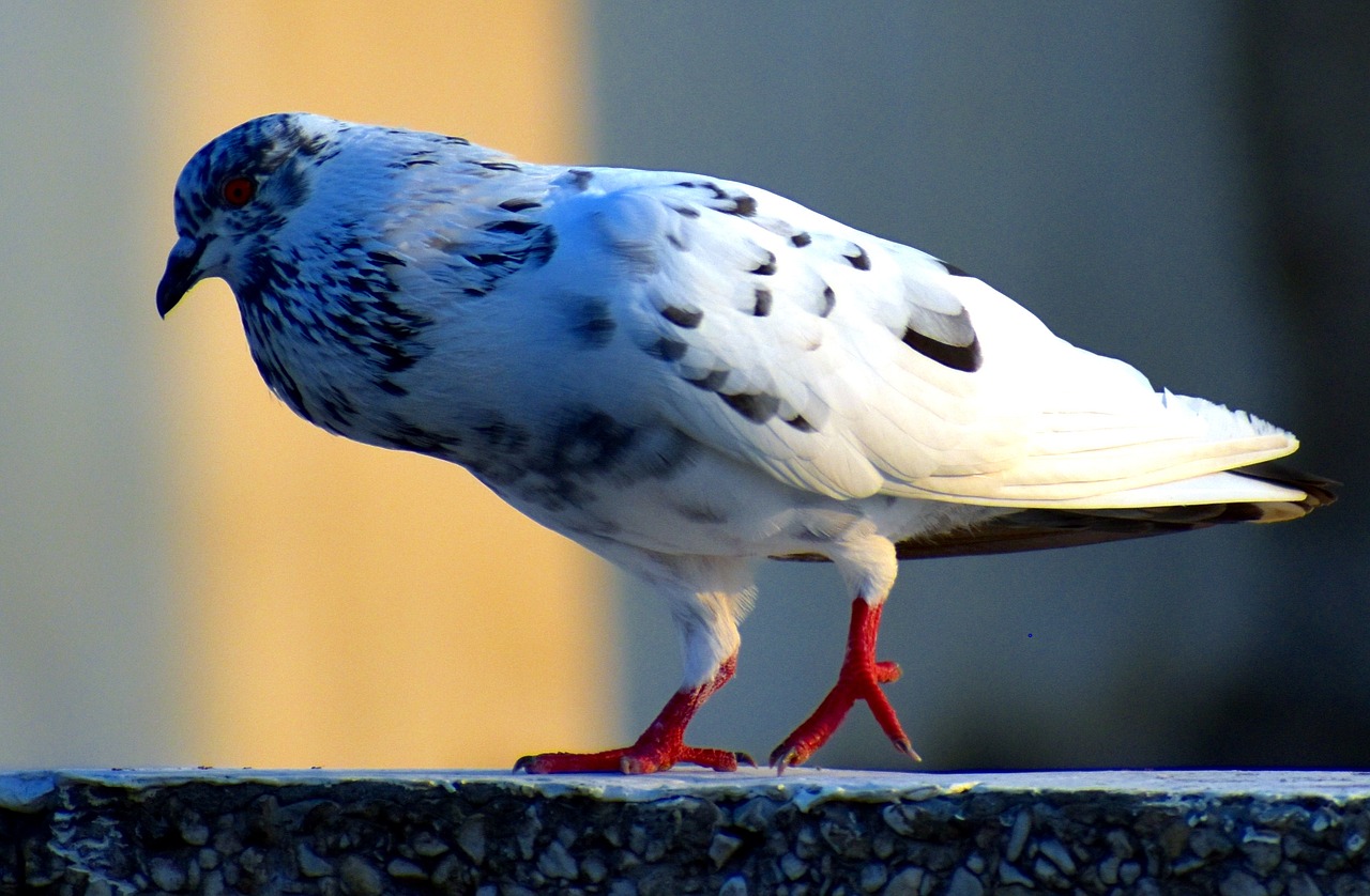 white pigeon bird feral pigeon free photo