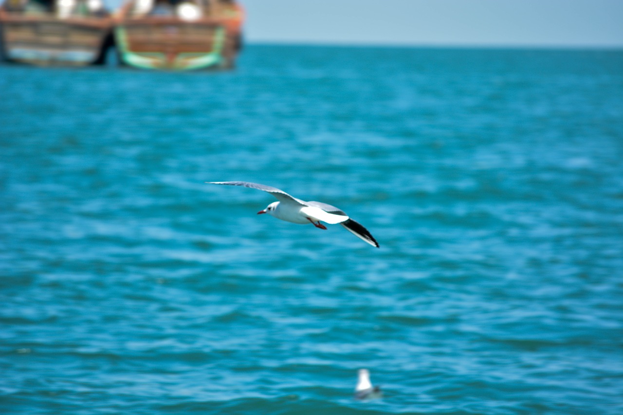 white pigeon  sea  india free photo