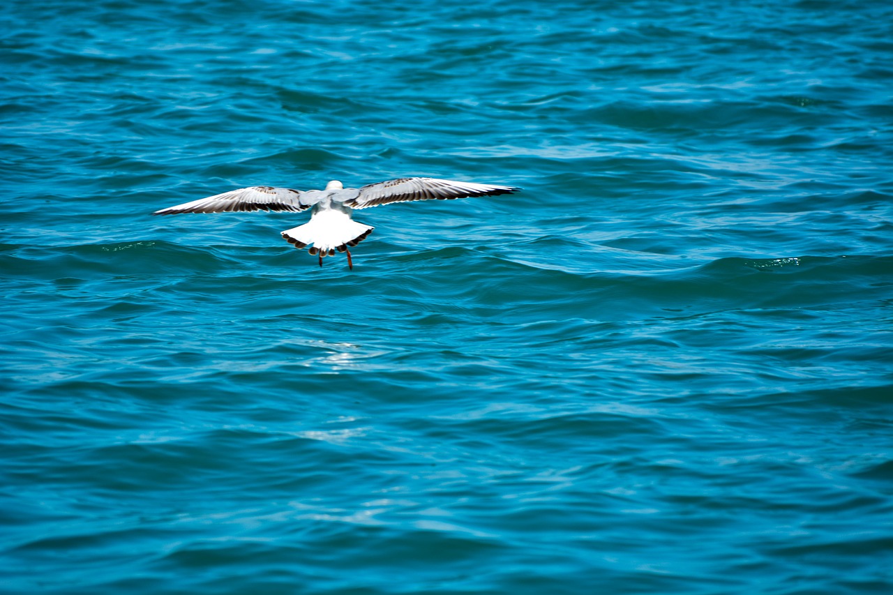 white pigeon  sea  india free photo