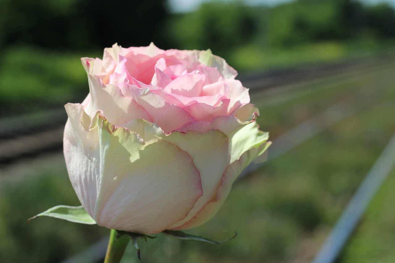 white pink rose railway stop child suicide free photo