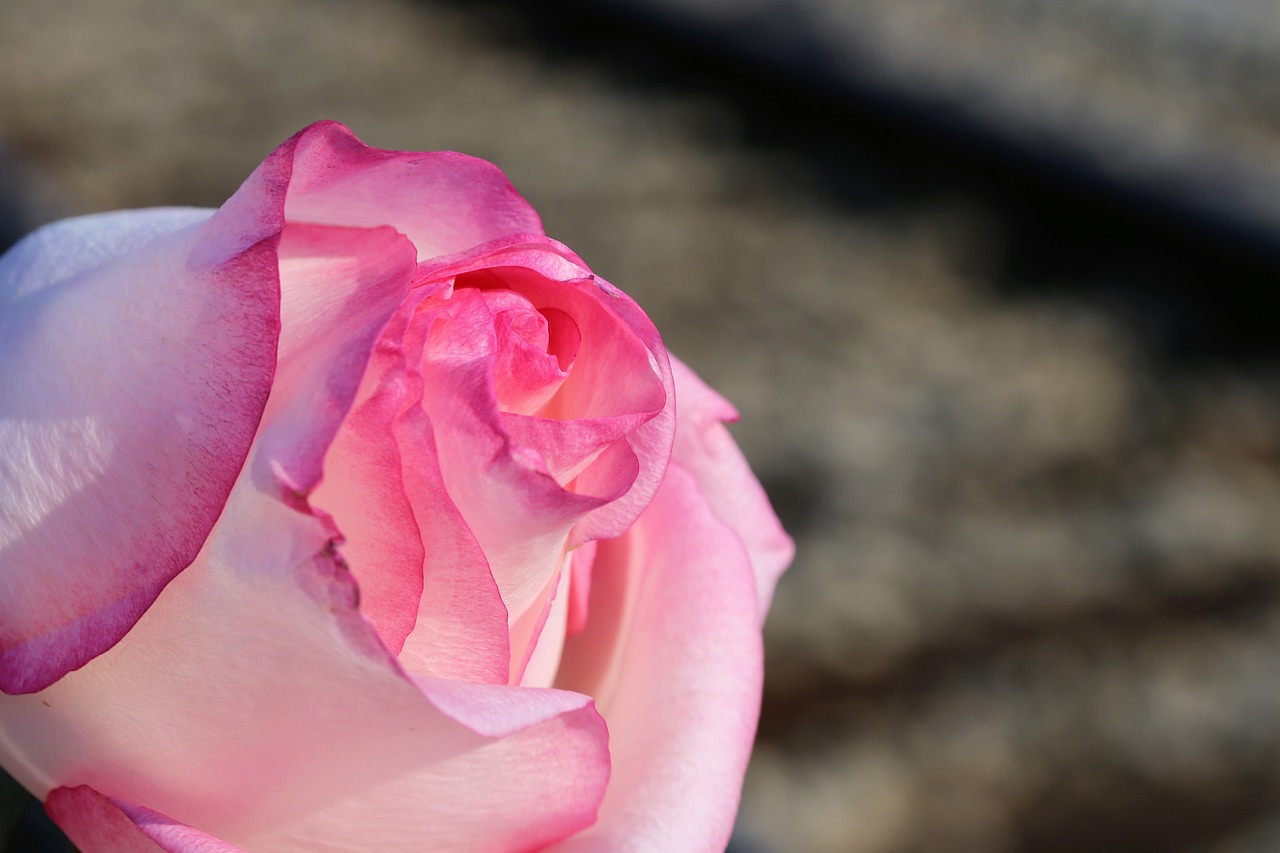 white pink rose  near railway  colorful free photo