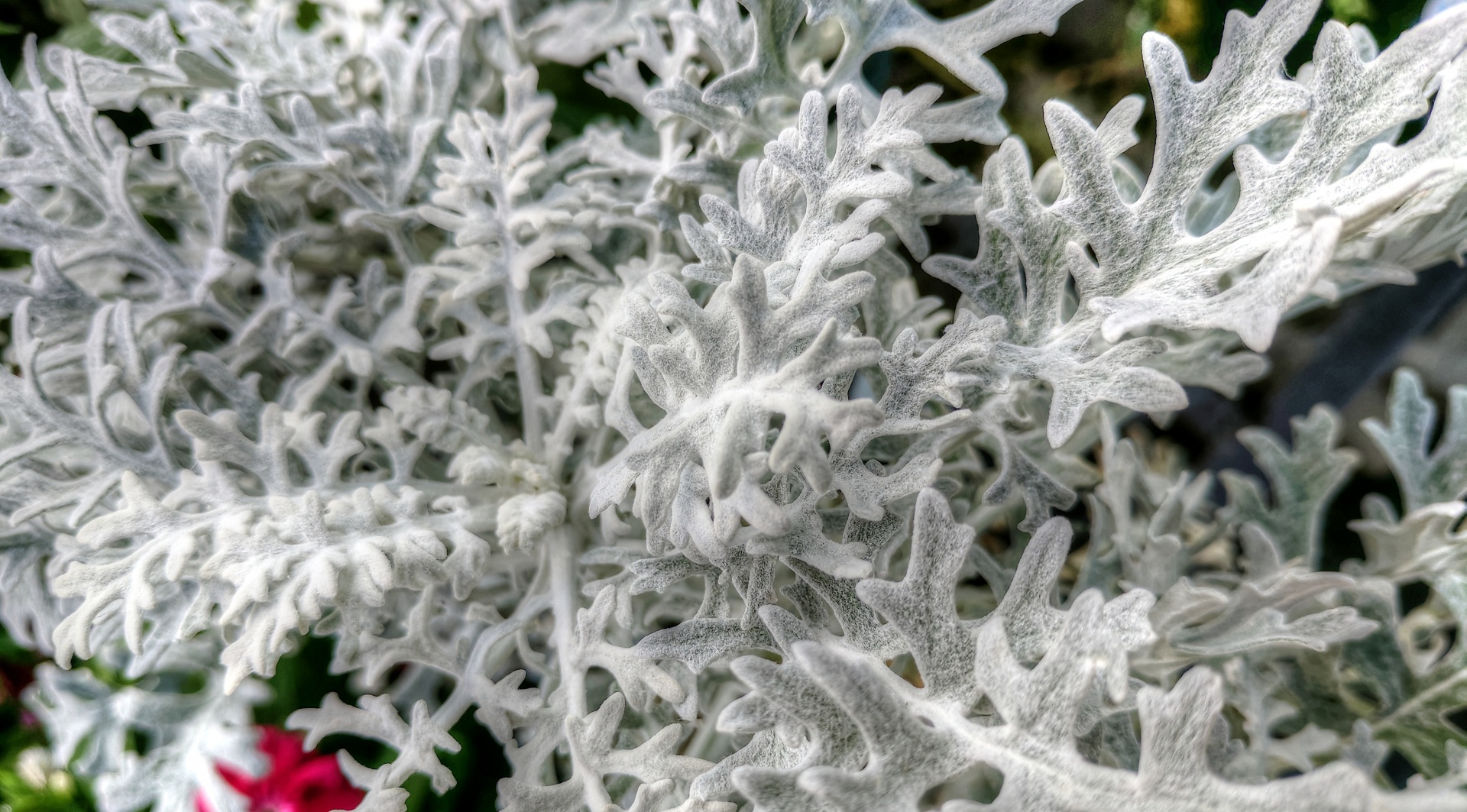 plant plants white free photo