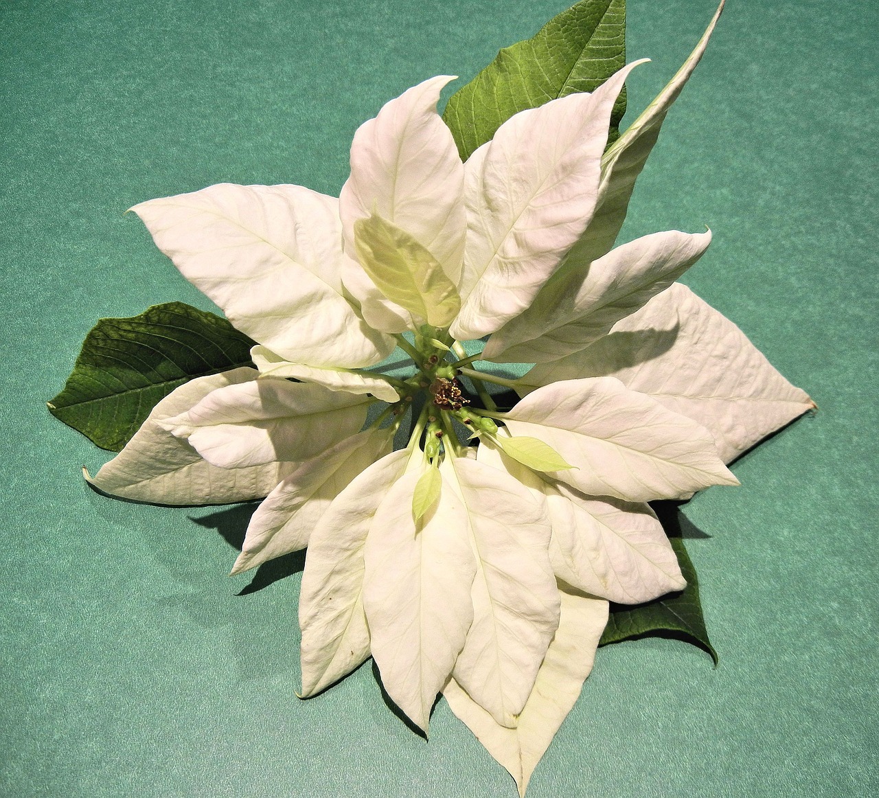 white poinsettia christmas flower leaves free photo