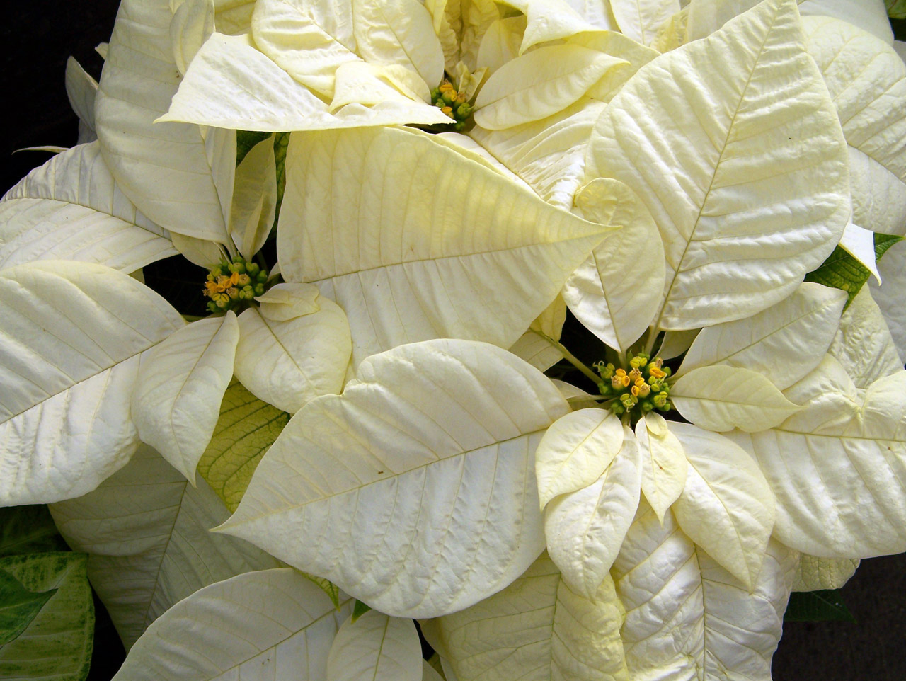 poinsettias flowers christmas free photo