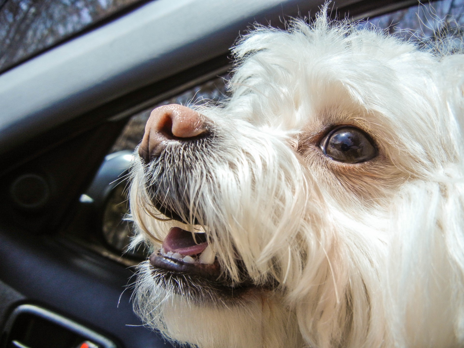 dog pomapoo pomeranian free photo