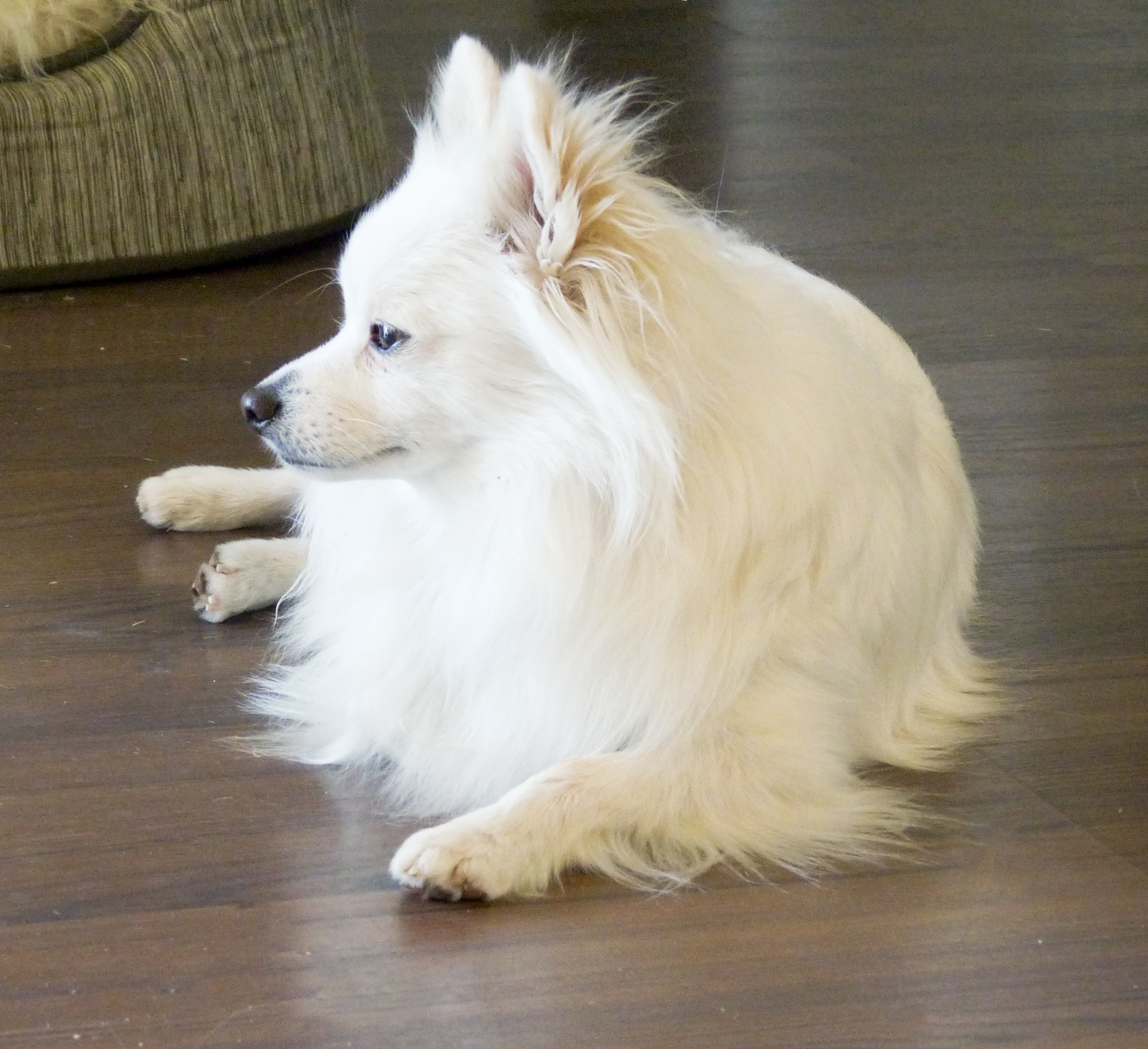 dog white pomeranian free photo