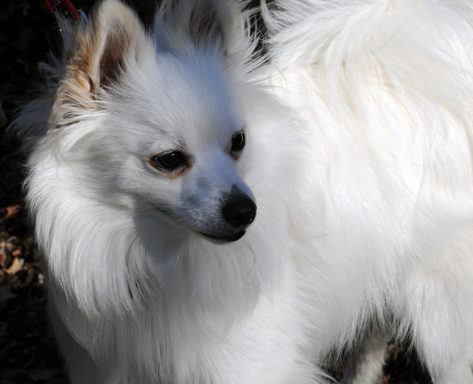 pomeranian puppy dog free photo